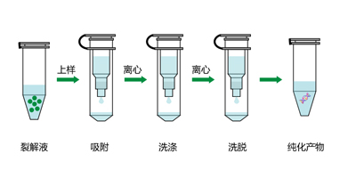 核酸純化柱